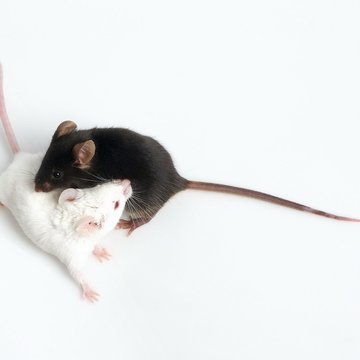 Pachový kód myší a jeho zpracování mozkem