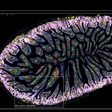 New opportunities for studying spatial proteomics at the BIOCEV Centre