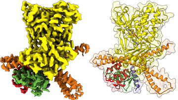 Protein MICAL1 Plays a Key Role in Cellular Dynamics by Controlling the Cytoskeleton