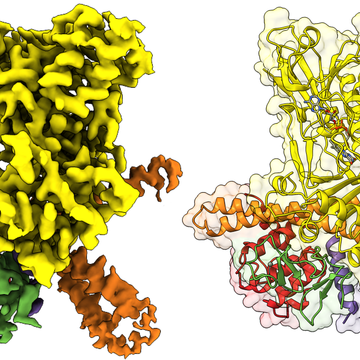 Protein MICAL1 Plays a Key Role in Cellular Dynamics by Controlling the Cytoskeleton