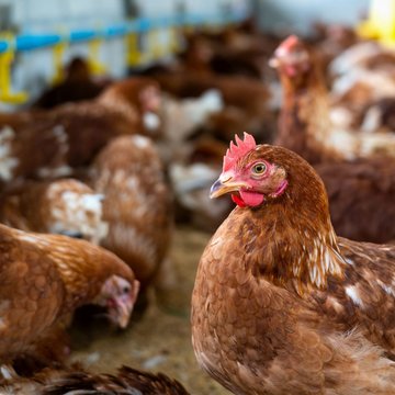 BIOCEV parasitologists help develop more effective vaccines against poultry diseases